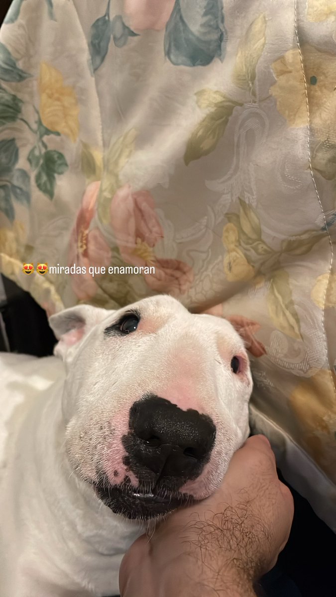 Alejo98x's tweet photo. Cada día más viejos 😭
Ojalá los perros duraran para siempre 
Injusticia de la vida https://t.co/M5PHROvWKw