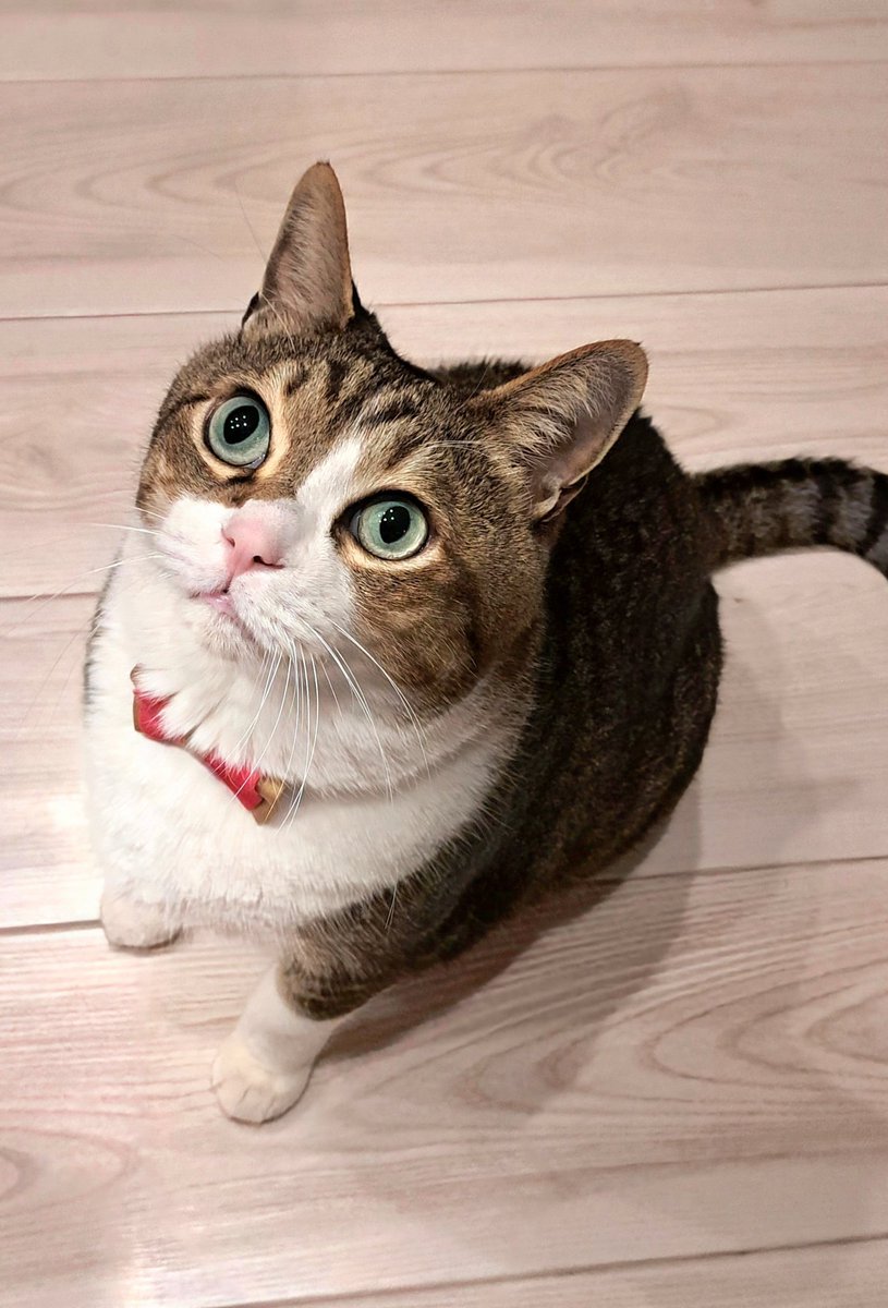 月曜日お疲れ様ですにゃ🐈‍⬛🐾 #猫 #保護猫 #猫がいる幸せ