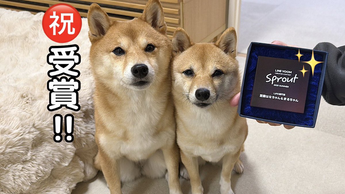 豆柴 It is inspiring to see them enjoying everyday life to the fullest