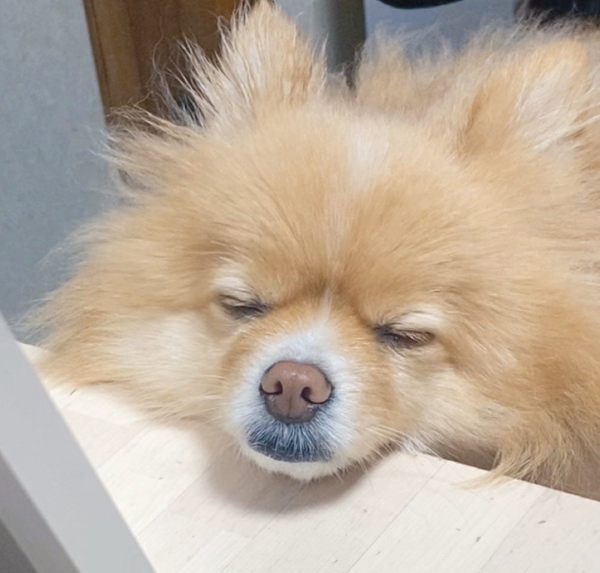 ポメラニアンこまめ (@gfPaOgtThRvy6QP) / Posts / X ポメラニアンこまめ (@gfPaOgtThRvy6QP) / Posts / X