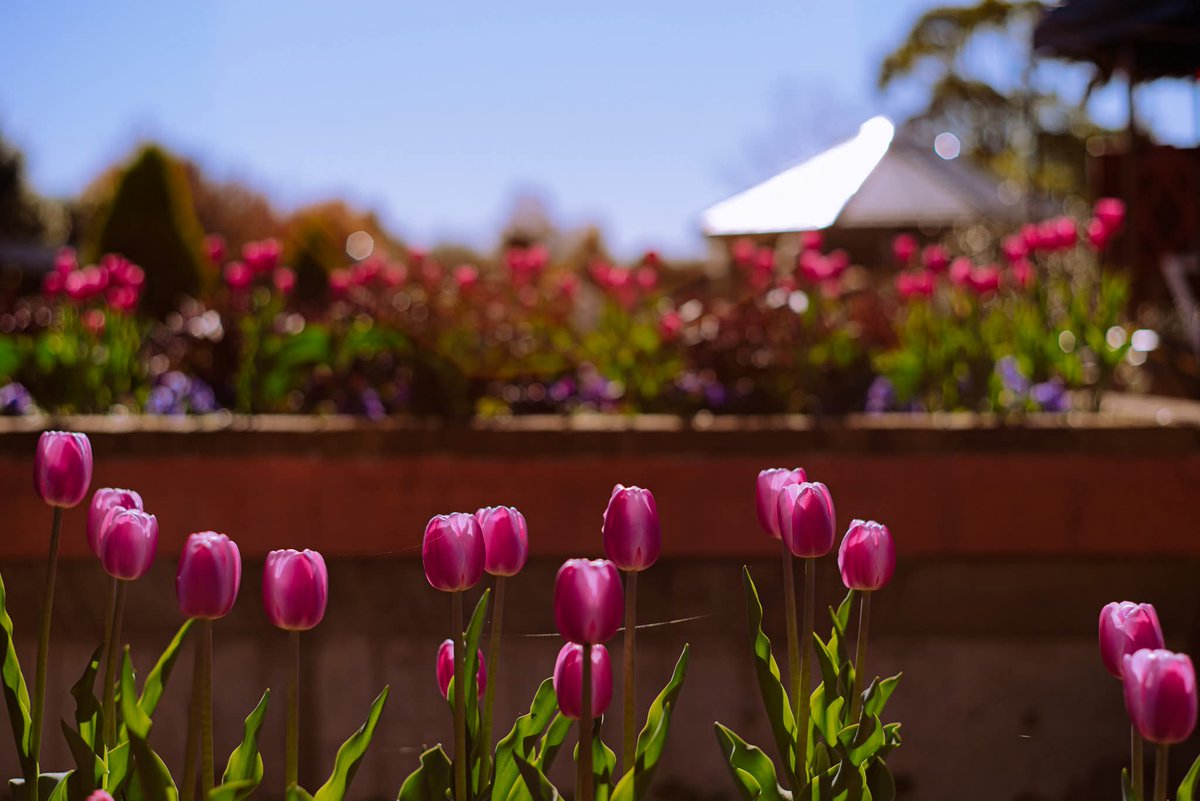 TLを花で一杯にしよう 冬のチューリップ