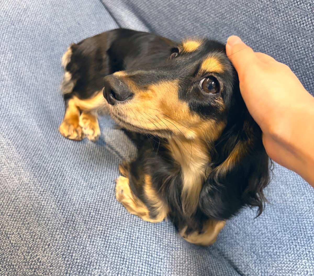 今日でネロちゃんがお家に来てから1年になりました！✨️
大きくなったね！🥰🐶💕