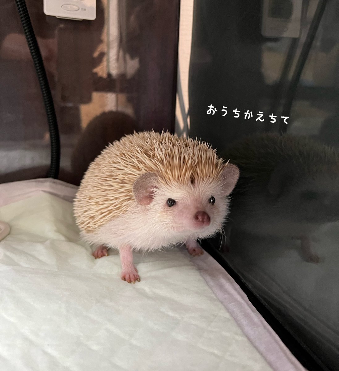 たけこ🦔ハリネズミのハリー (@andyou_5f8) on Twitter photo 