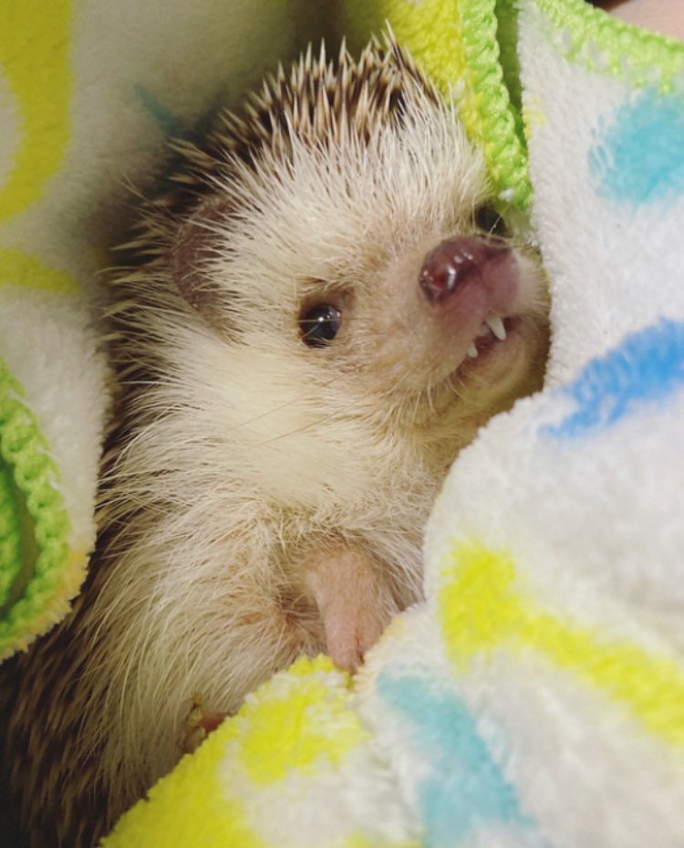 うめきちはお空でのんびりしてるかねぇ。