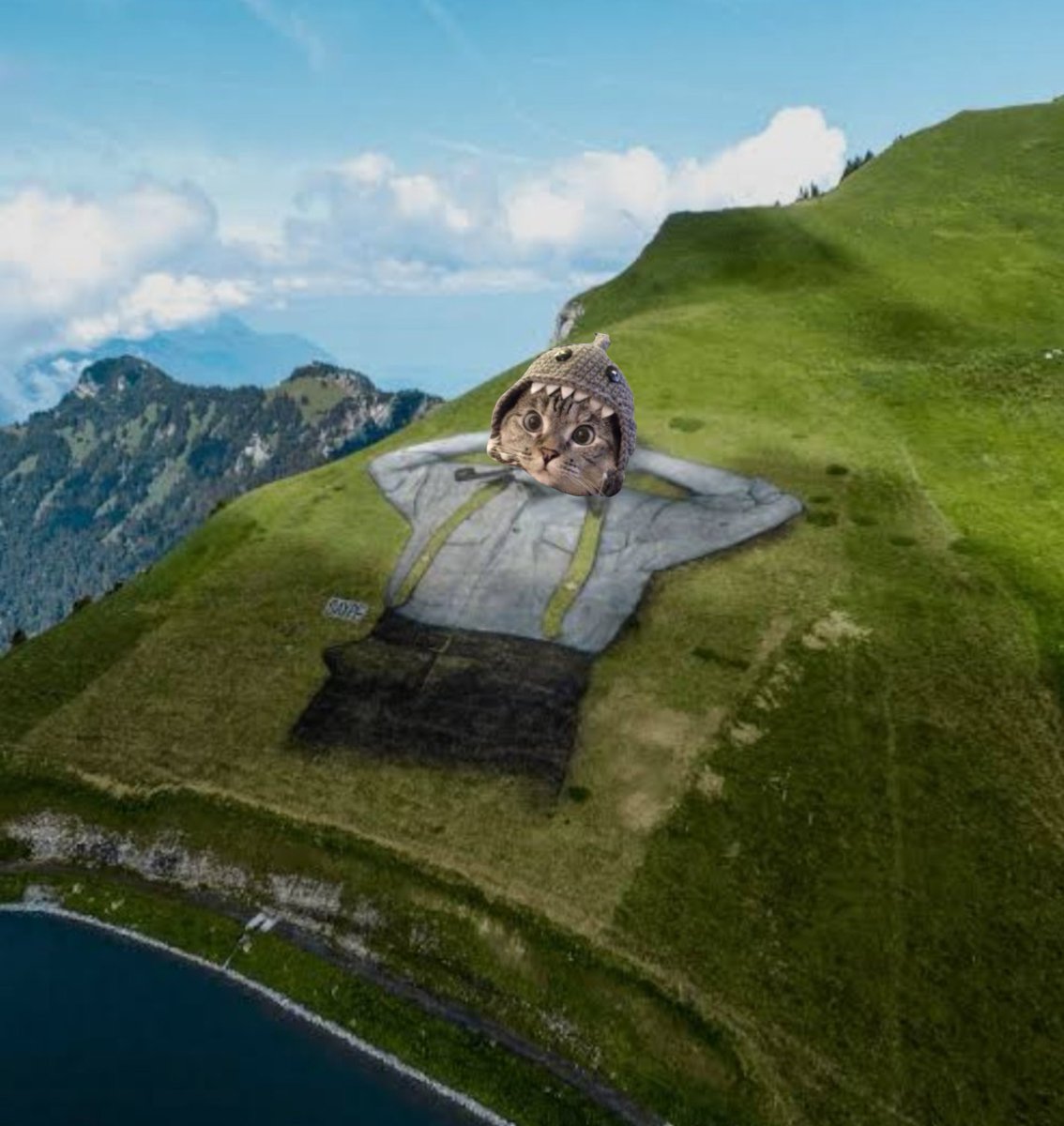 SharkCatSolana's tweet image. Gm 🦈😺