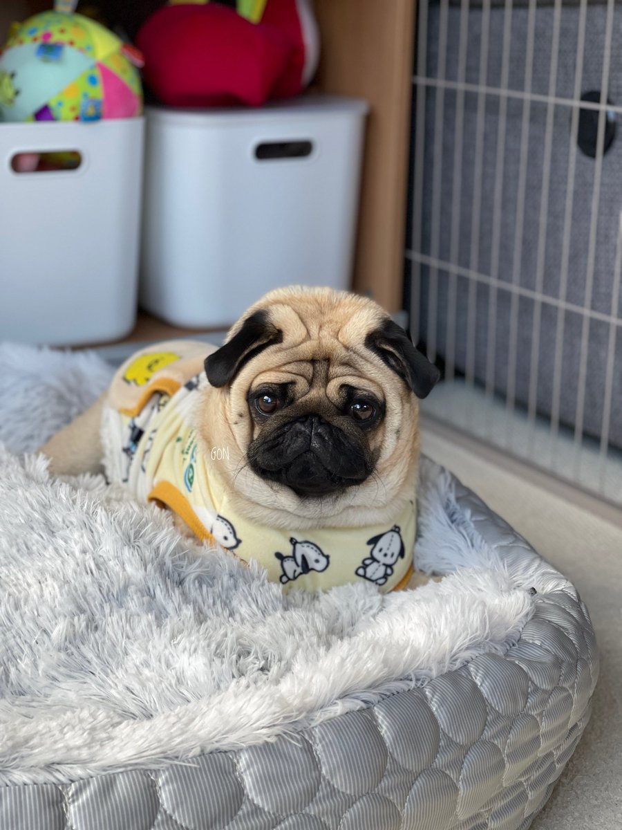 ばぐパグ (@pugbagu) / Posts / X