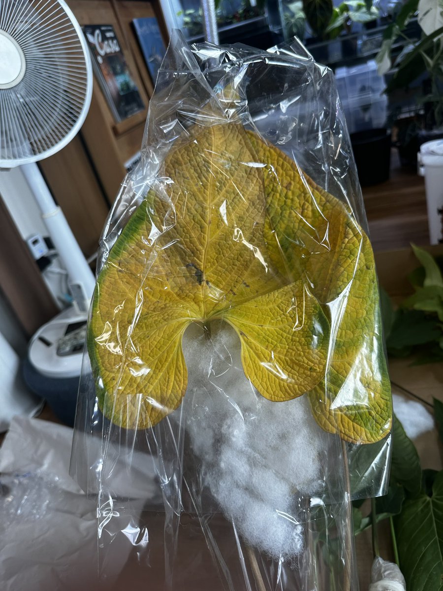 Masaya (@masaya_zxrs) / Posts / X