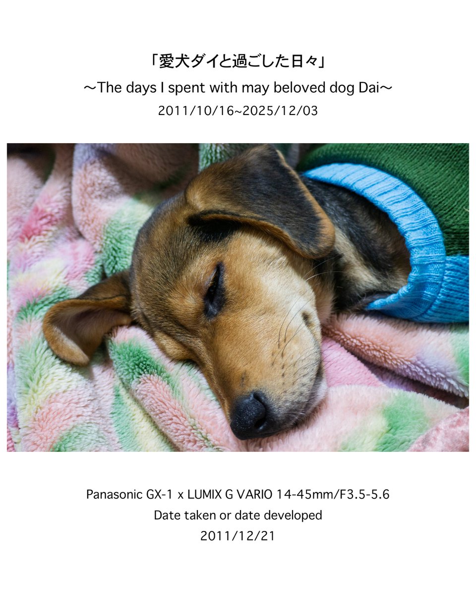naoki_kawashima's tweet image. ーーーーーーーーーーーーーーーーーーーー
〜愛犬ダイとの14年間を振り返る〜

このInstagram(2025/12/06〜)は、大切な家族の一員として共に暮らした愛犬「ダイ」の14年間を、私が撮影した写真で振り返ります。

ーーーーーーーーーーーーーーーーーーーー
【今回の投稿写真】…