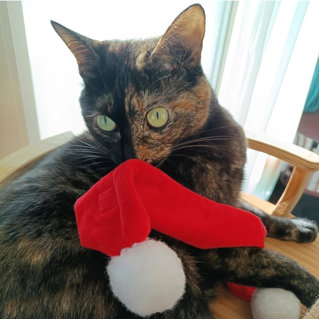 真は錆猫が好き 真は錆猫が好き 真は錆猫が好き しんや☆とっきゅう on X: