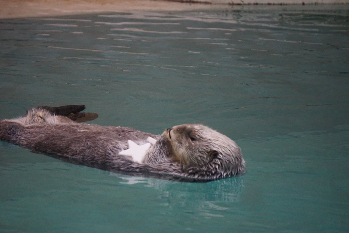お気に入りのお星さま⭐ #鳥羽水族館 #ラッコ #メイちゃん #キラちゃん