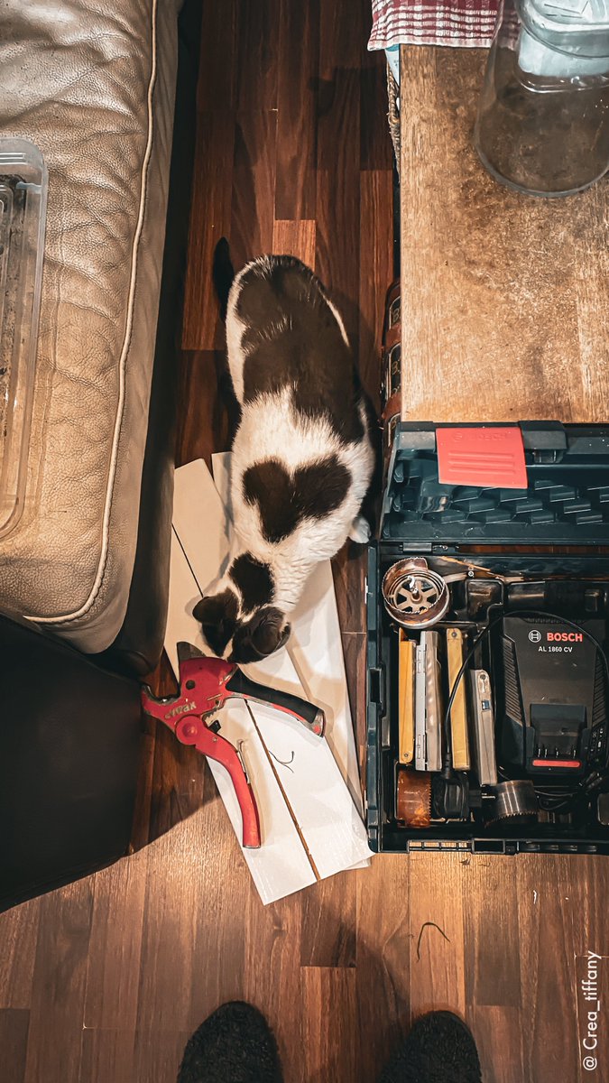 Ting 🔆🪻 💭 Amarok Creator tweet media