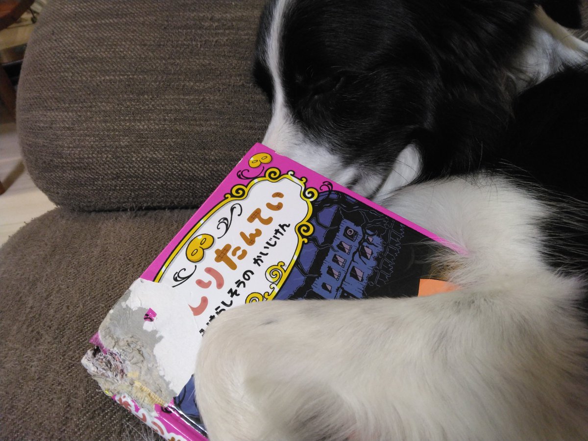 ボーダーコリーかのんと三兄弟 (@SayaFuku0213) / Posts / X