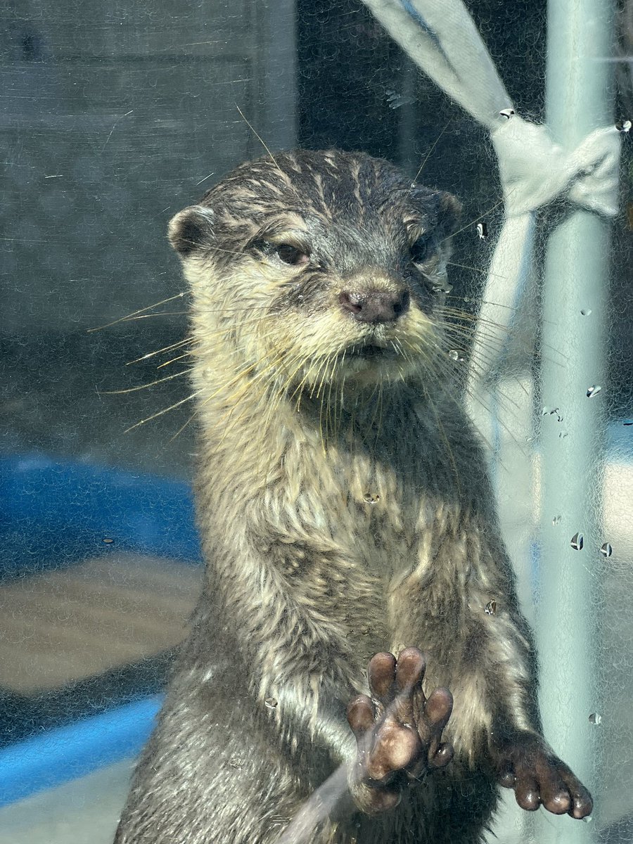 かわうそ(・ᴥ・) (@iF9kOxq2miU6JaD) / Posts / X