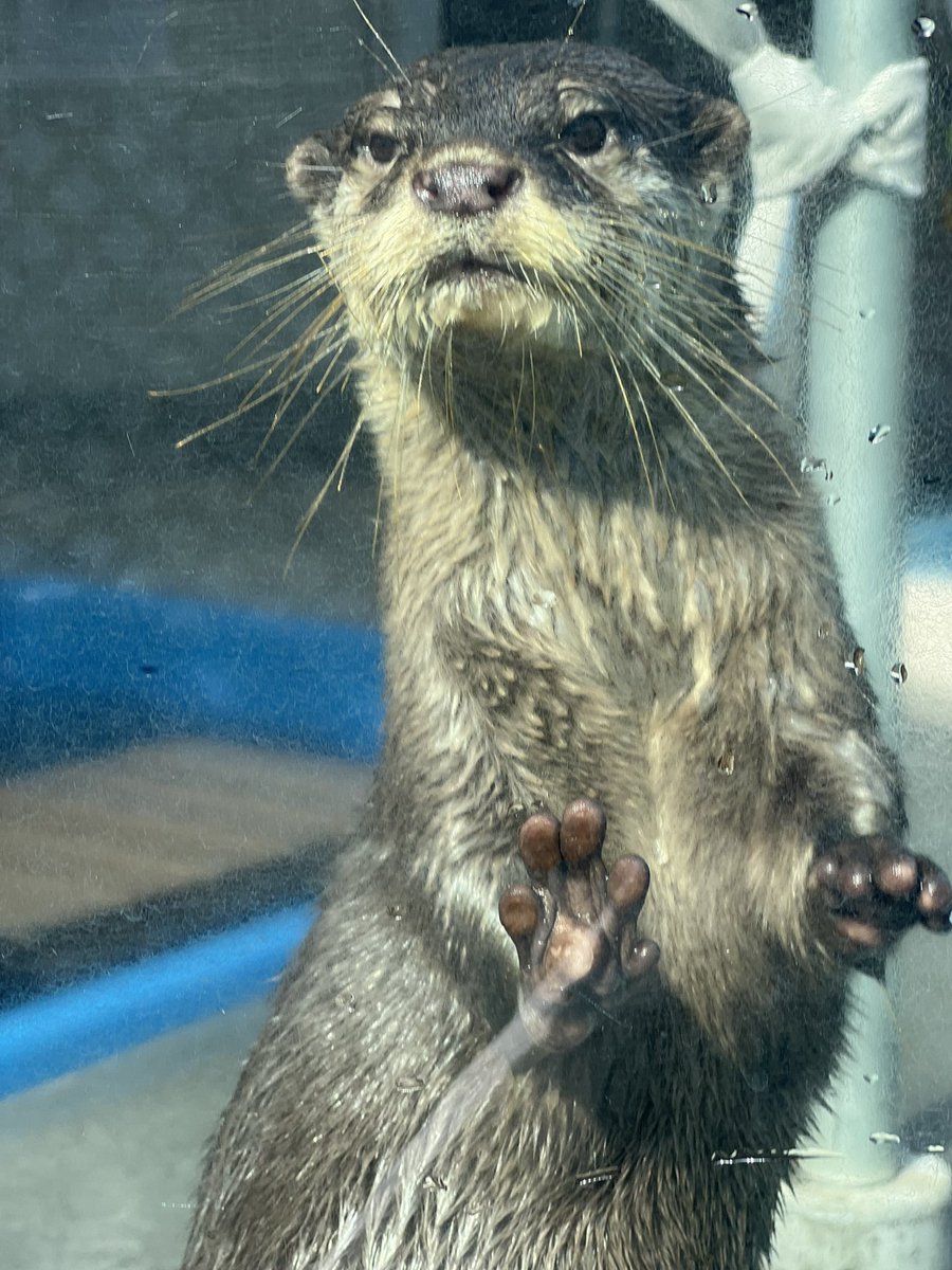 かわうそ(・ᴥ・) (@iF9kOxq2miU6JaD) / Posts / X