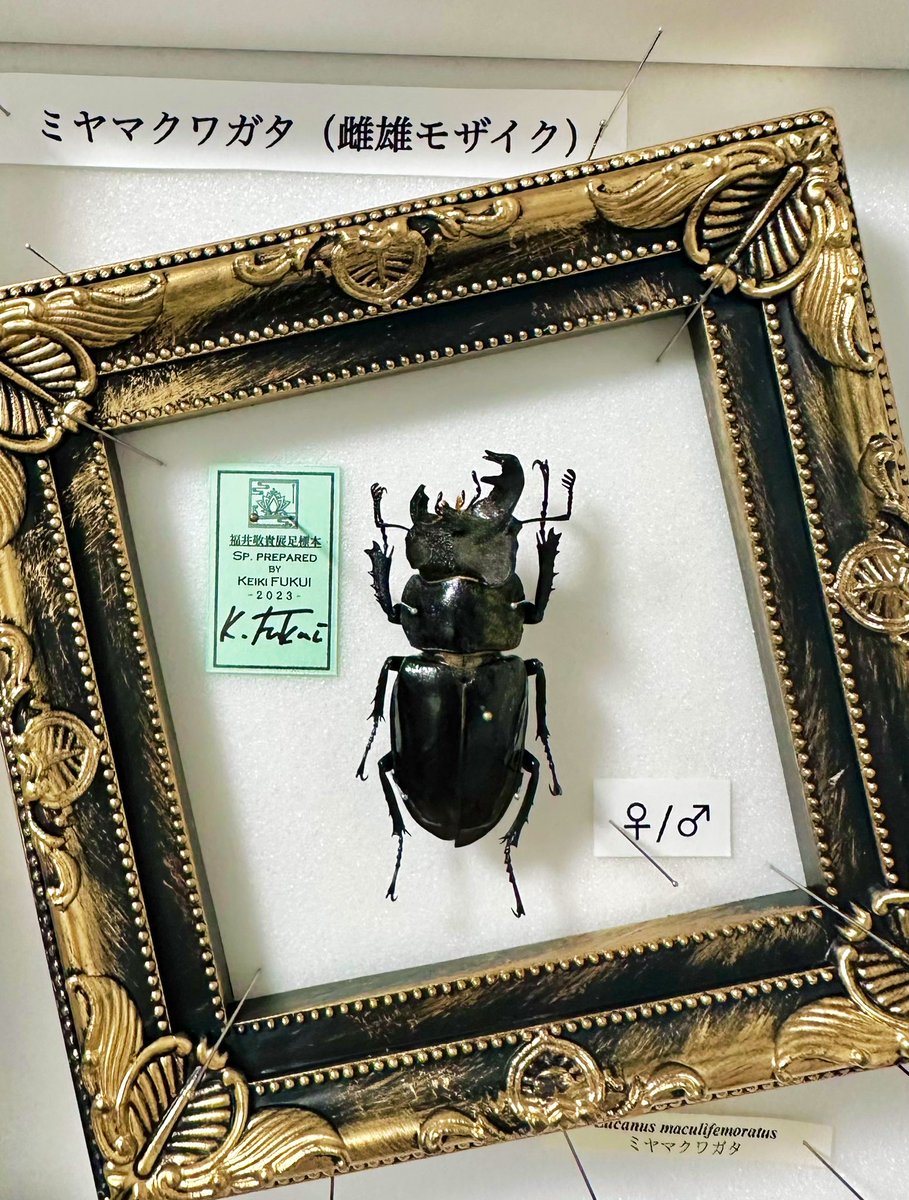 左右で♂と♀が合体したような姿の ミヤマクワガタの標本 ごく稀な確率 左右で♂と♀が合体したような姿の ミヤマクワガタの標本 ごく稀な確率