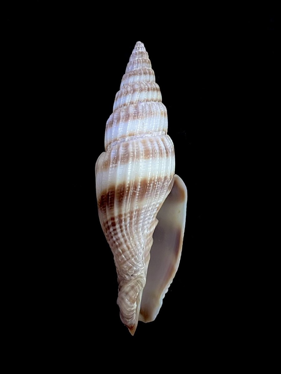 D!CE→ (@DICE547) / Posts / X