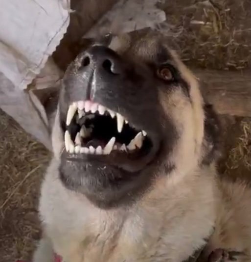 NiluferSabuncu's tweet photo. Köpekçi lobinin elemanları
En yüksek puanlı Hukuk Fakültelerine dadanmış, mama şirketi sponsor olmuş, 
"Köpek hakları" dersleri veriyor
Bir öğrenci, bir hoca da çıkıp demiyor ki,
-İradesi sorumluluğu olmayanın, hakkı mı olur ? 
-Bu hayvan hakkı batıda niye yok ?
-Bu hak köpeğe var da, sığıra niye yok? 
Öyle gelmiş gidiyorlar işte,
Eller havaya, partile gitsin ! 
Sonra da ne olacak bu ülkenin hali diye şikayet et !
Devam et !
Köpeğin diş hakkı, göz hakkı var mı? 
@adalet_bakanlik @YuksekogretimK