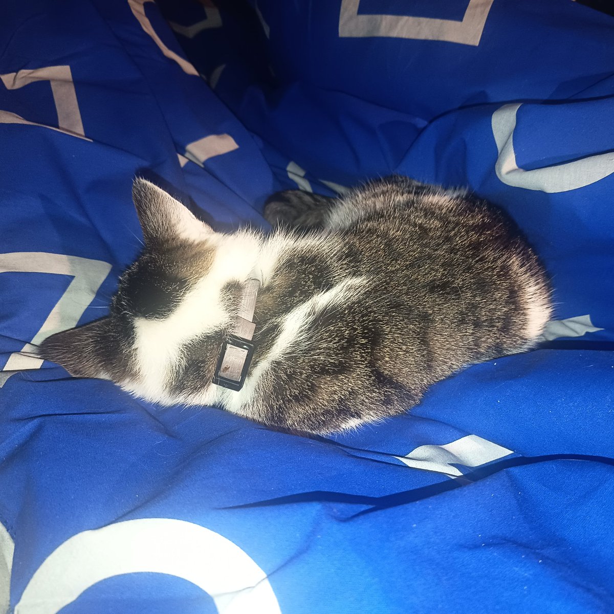Corky_Romano21's tweet photo. Balbina chyba zaakceptowała nową pościel 🤣

#4thePayers https://t.co/0QHZUlVimt