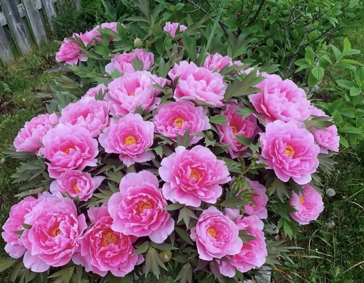 Peony Group tweet media