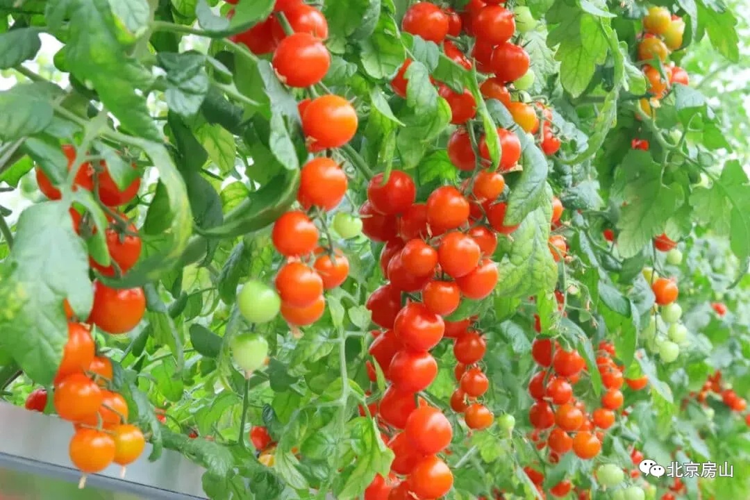 BeijingEvening's tweet image. 北京房山区的智慧蔬菜生产基地
At a #smart #vegetable production base in Beijing's Fangshan District, the irrigation system automatically supplies water on demand. You can even customize the flavor of tomatoes, much like adjusting the sweetness of a beverage. #funinbeijing