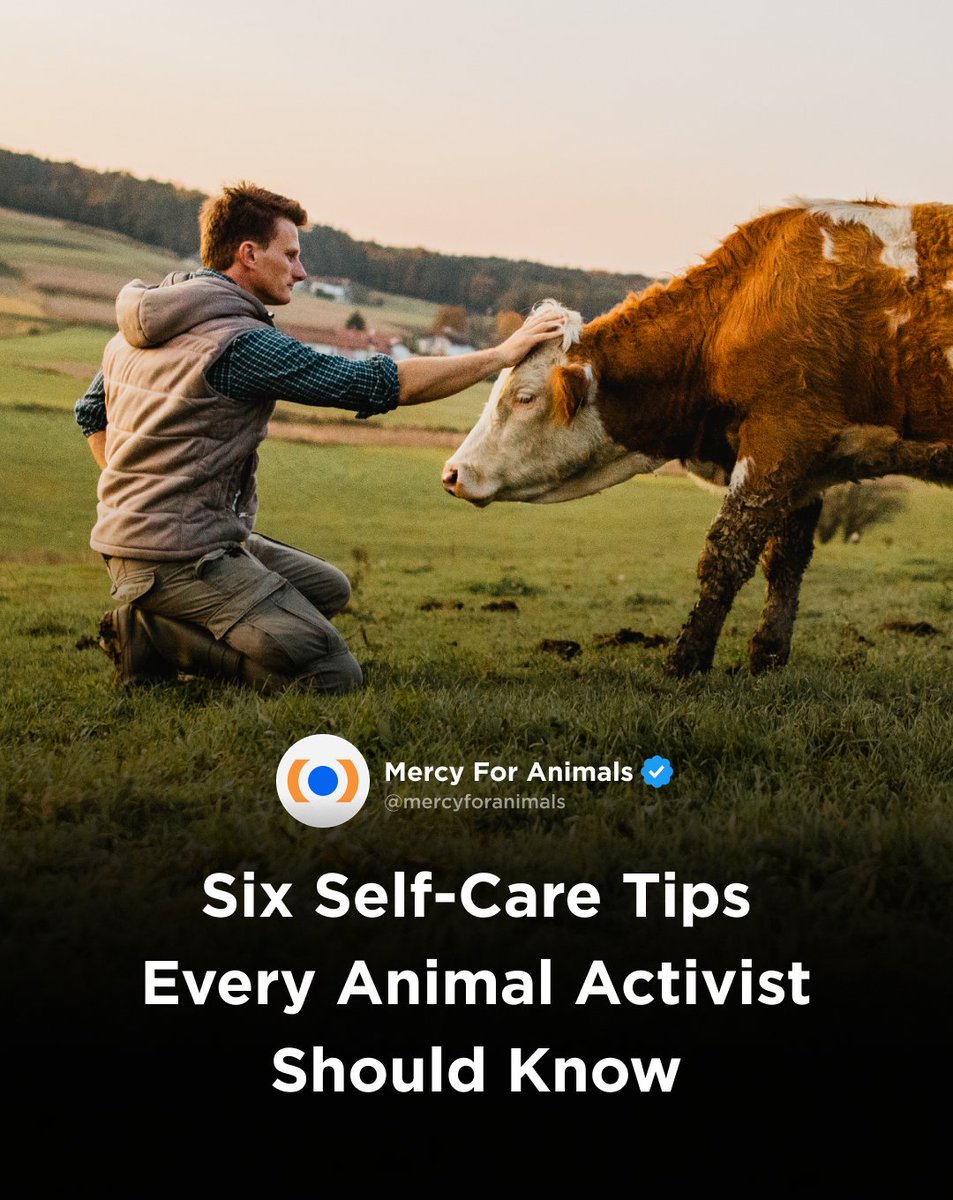 When we prioritize our well-being, we become empowered to stand up for those who need us most. Let’s continue to be compassionate guardians and work toward a better world for animals by using these tips for self-care.

mercyforanimals.org/blog/six-self-…