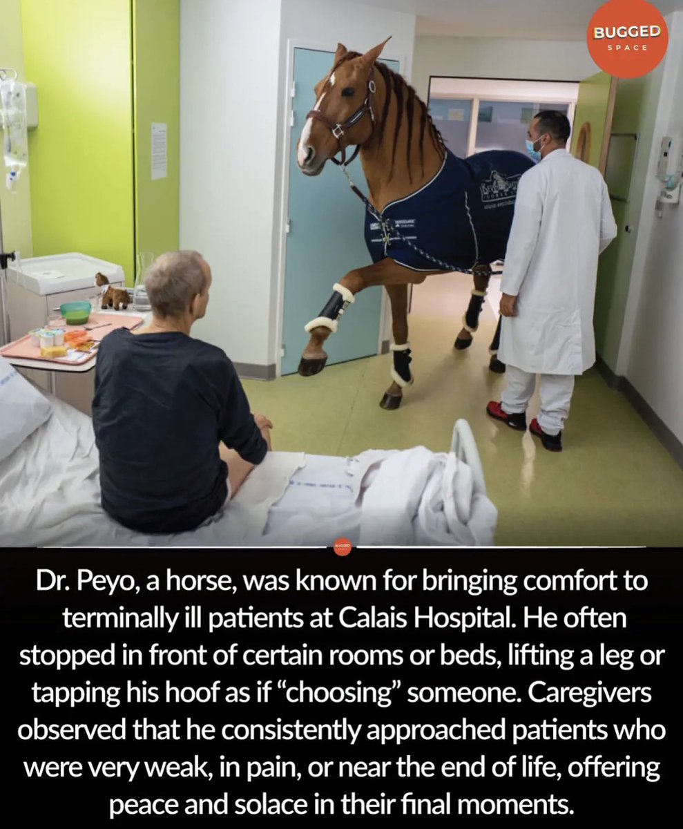 the most beautiful creature in the entire world is the horse