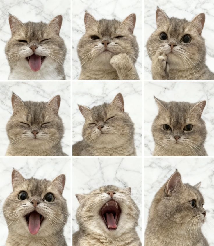 Cats all the way tweet media