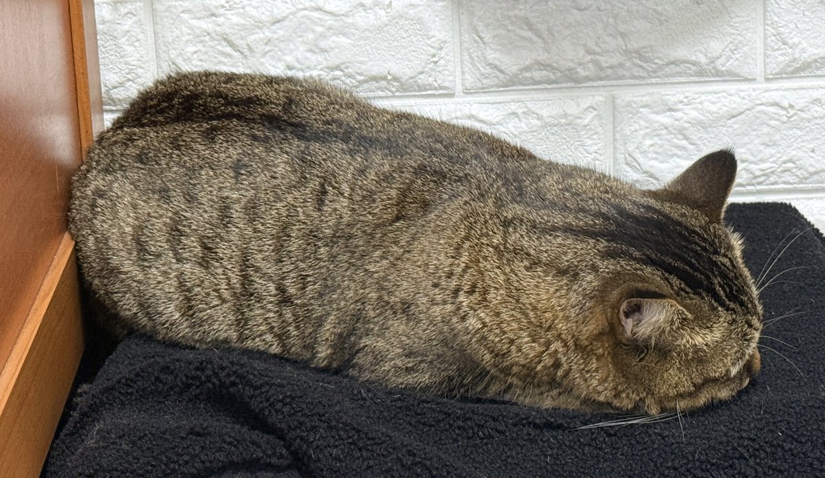 haesam4242's tweet image. 오랜만에 닉값하시는중