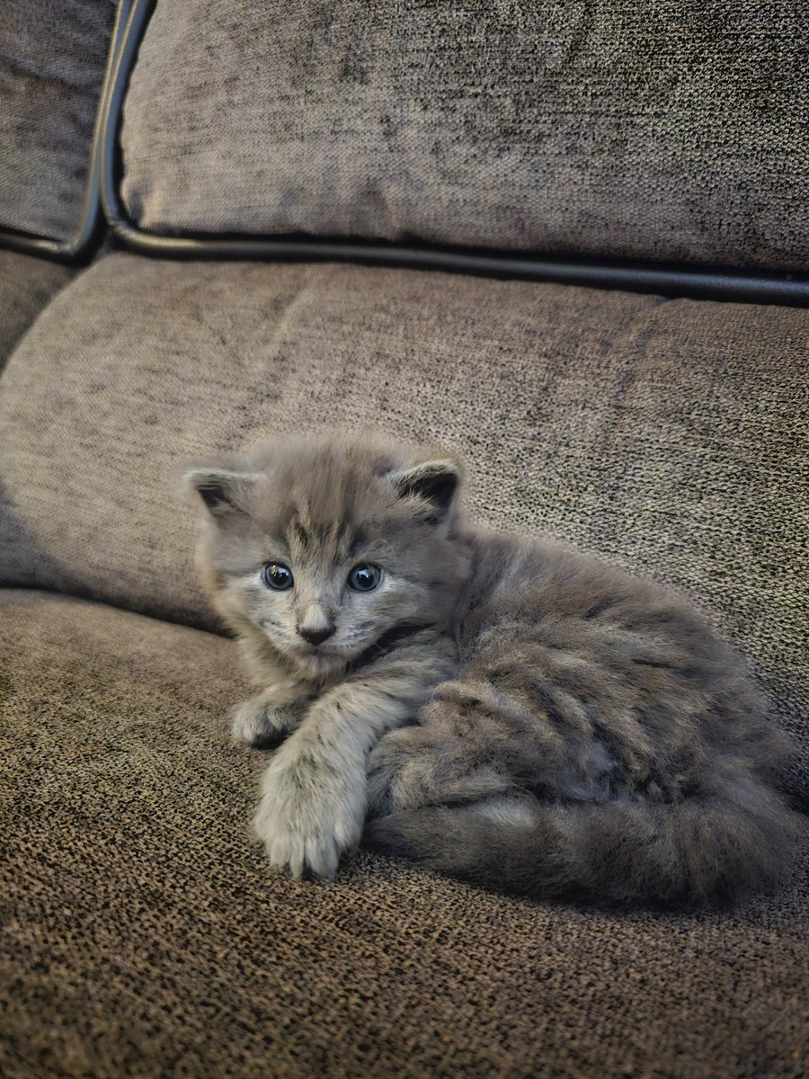 gilwsmith3's tweet photo. Glad we found her a forever home. Miss her little rambunctious self... https://t.co/neQU9Z1mWP