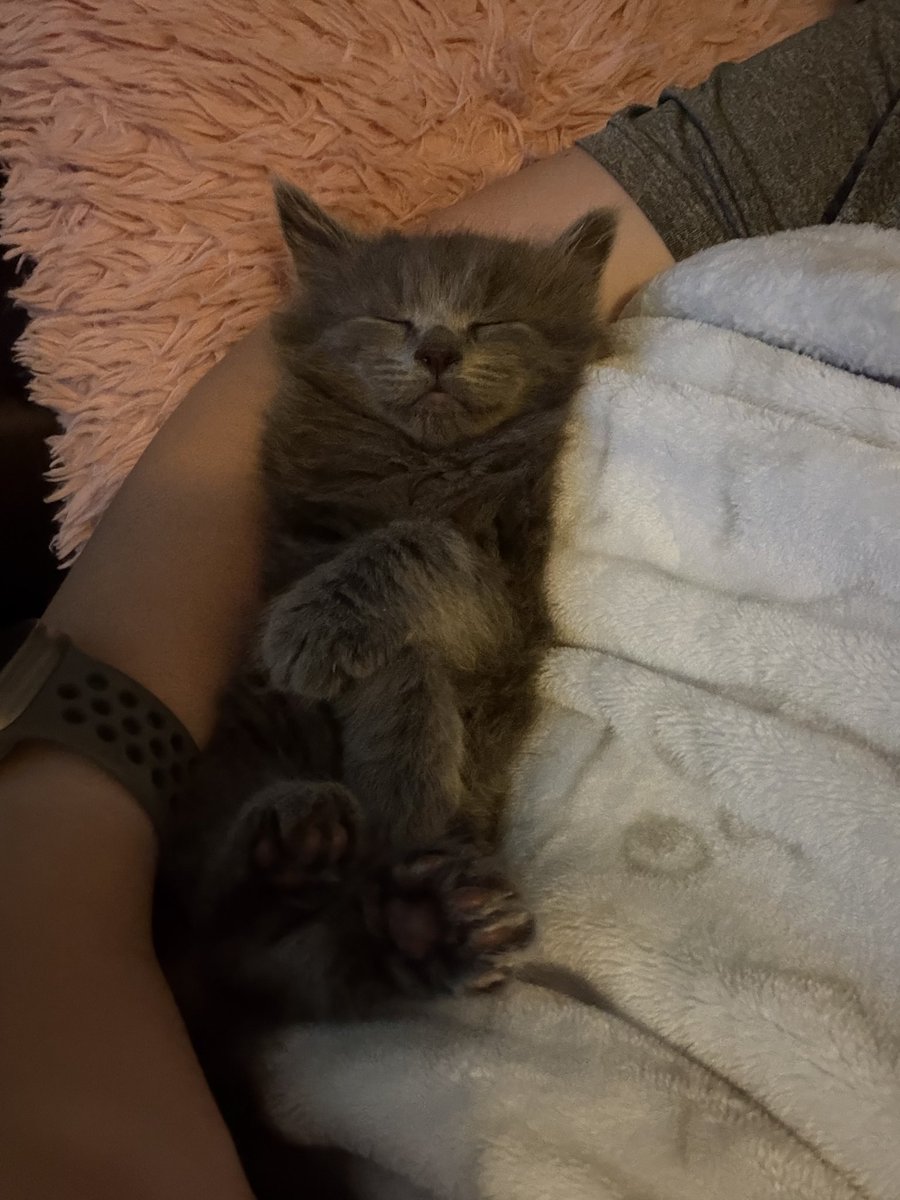 gilwsmith3's tweet photo. Glad we found her a forever home. Miss her little rambunctious self... https://t.co/neQU9Z1mWP