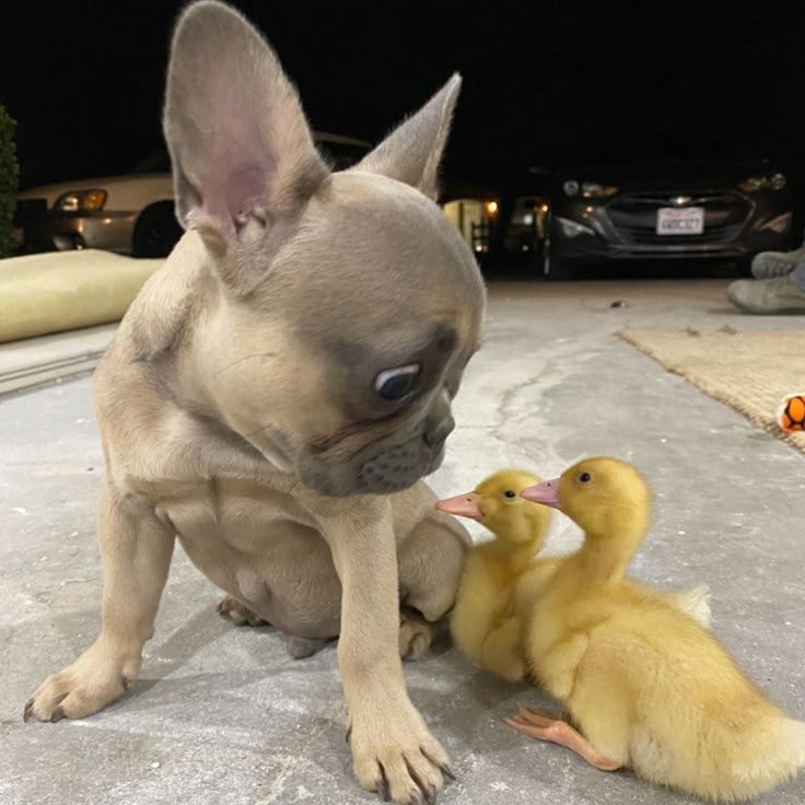 frenchielover60's tweet photo. 🥰🥰 https://t.co/sd5WVlvEvr