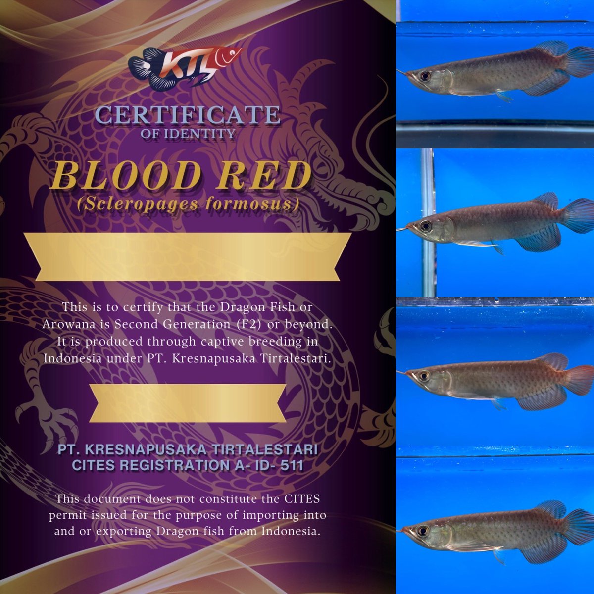 KUDA TROPICAL FISH - S.R.L