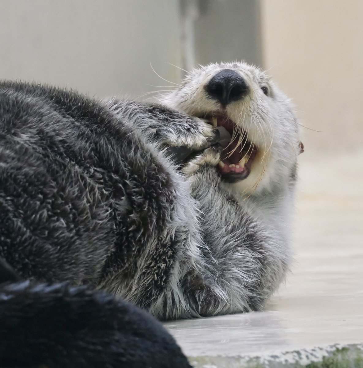 氷もらって嬉しそうなキラちゃん🧊⭐️ #キラちゃん #ラッコ #鳥羽水族館