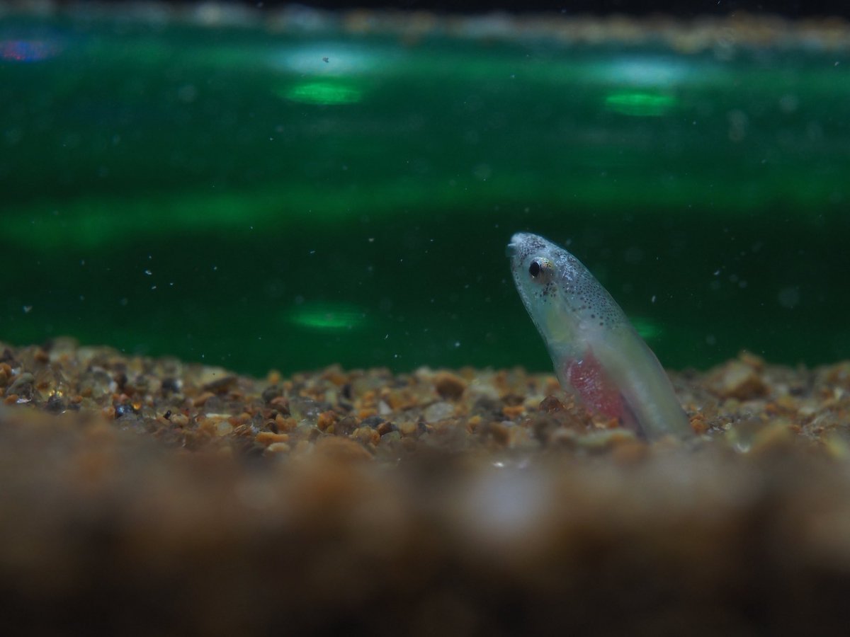 みゅうページ カワサキパーツ/ウエア＆グッズオンラインショップZX-10R 04/05ｻｰﾋﾞｽ