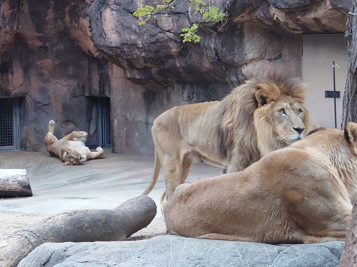ライオン写真 ルナ😺 #天王寺動物園 #ライオン #lion モナカ😺とガオウ🦁の後ろで
