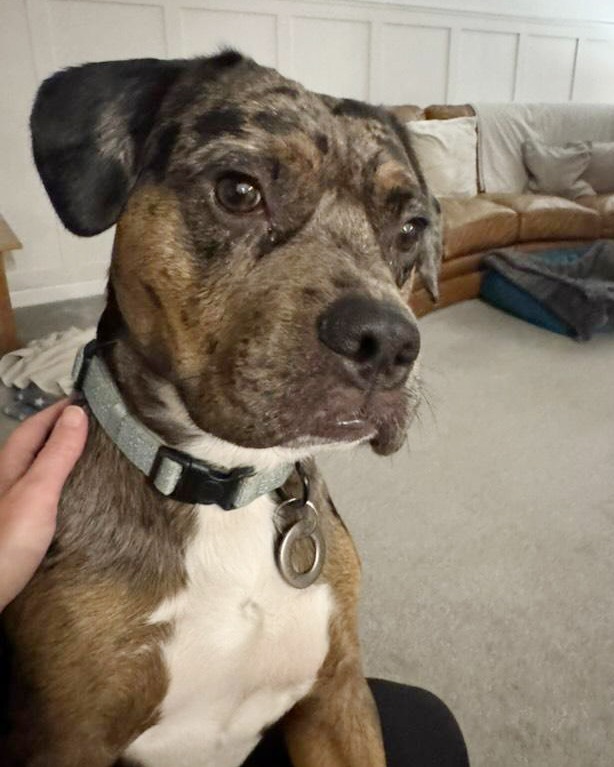 DT_Leeds's tweet image. Arlo spent over 2 months waiting to find his PAWfect match, but he got there in the end! 🎉🐶❤

We're so happy that he'll be spending Christmas in his #HappyPlace, a forever home. 🥰

#RescueDog #AdoptDontShop #GoodNews #Leeds #FeelGood #Adopted #DogsOfChristmas @DogsTrust