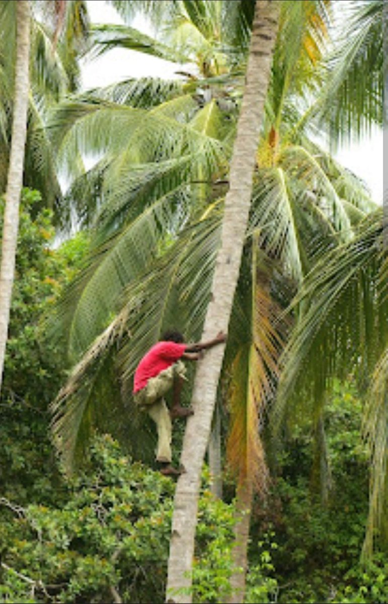 Bromeech's tweet image. #RutosSingaporePlan
Urefu wa Antenna  sio wingi wa Channels 😅😅

Niite Mhenga😂😂😂