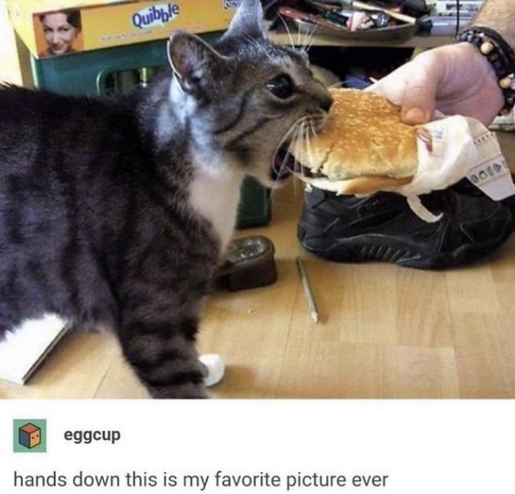 PunchingCat's tweet image. 