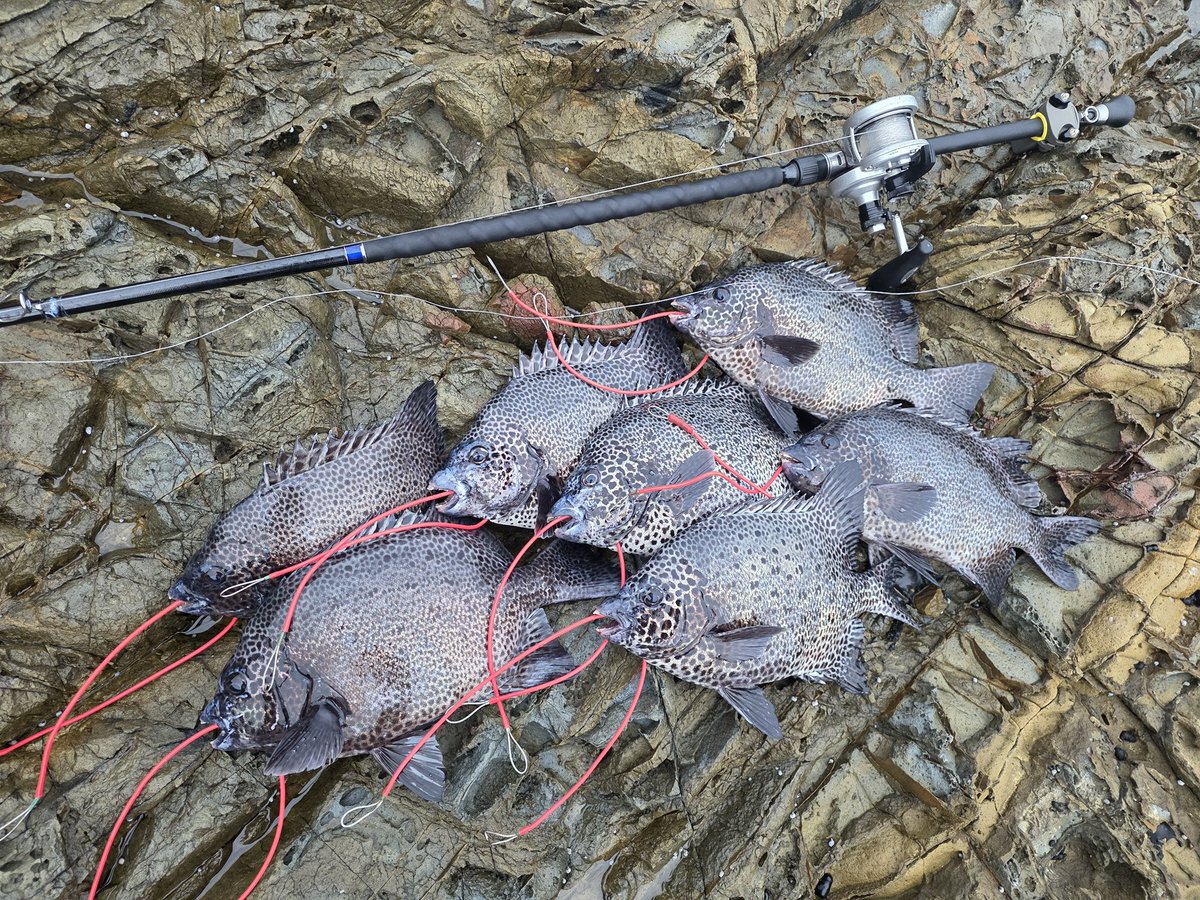 ヨネスケ🎣日本一周釣りYouTuber (@Fisher_blog) / Posts / X