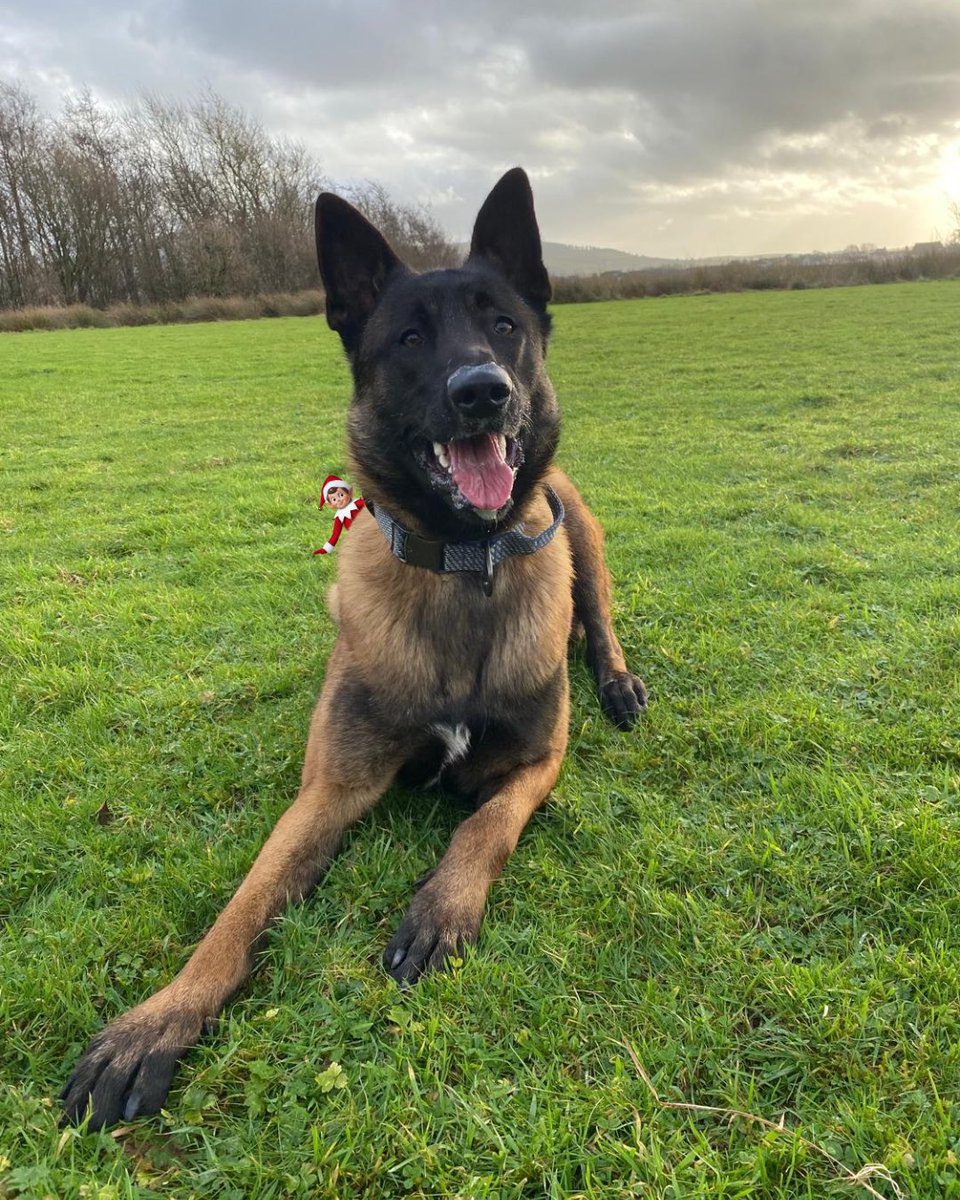 Cumbria Police Dog Section tweet media