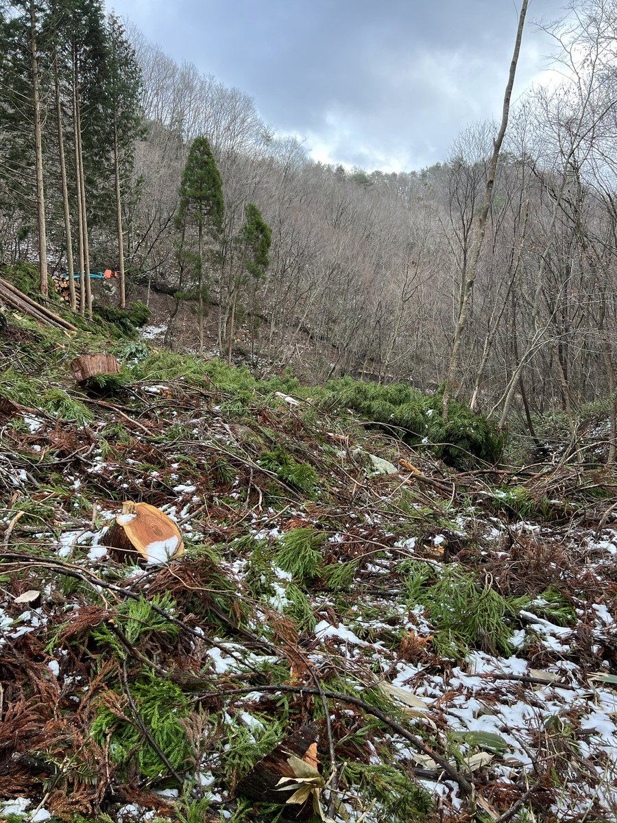 先輩たち集材
僕は1人地ごしらえ
鳥の巣作ってるみたい🪹