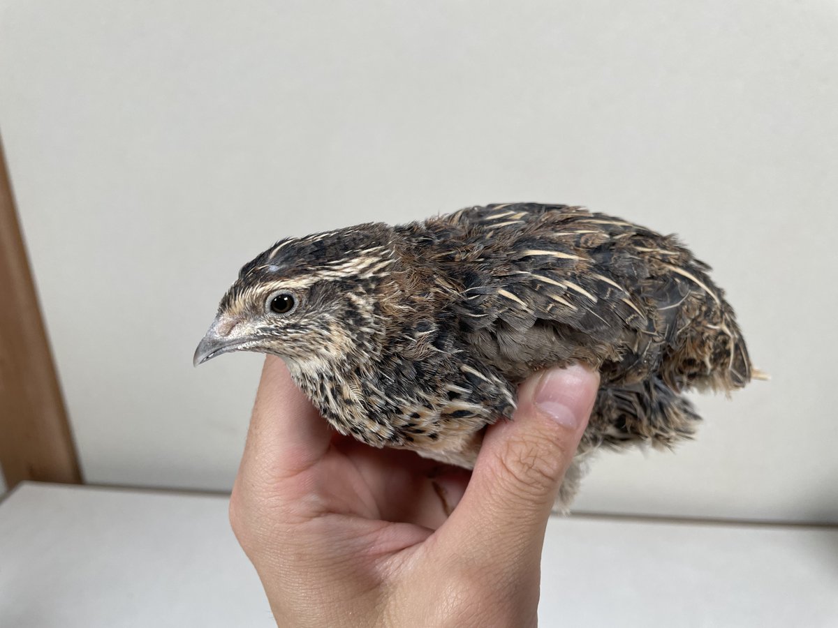 おーちゃん (@Ohchan_sub) / Posts / X