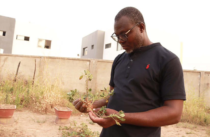 agridigitale1's tweet image. La #rosette, une maladie virale qui dévaste tout sur l’#arachide agridigitale.net/article/la-ros… @ItraTogo @CORAFNews #Togo