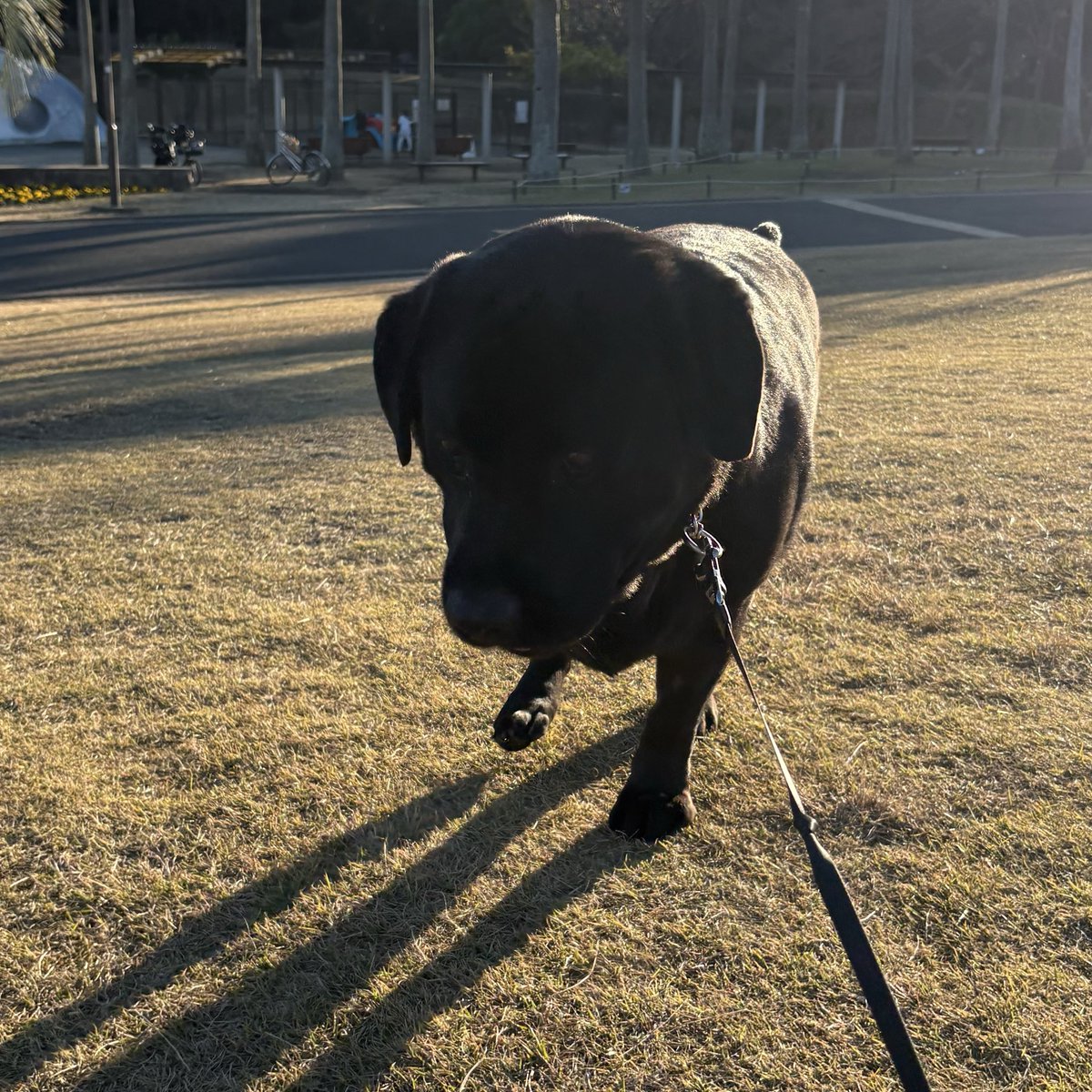 アレンの抗癌剤治療vol.4。大渋滞で行きに4時間はつらい。いつもどおり辻堂公園に遊び、優しい人たちに囲まれて幸せであった。今日は初めて海岸まで脚をのばし、美しい夕焼けと日本一の富士山に鼻を鳴らし、穏やかな海を見ながら、我が国の海洋安全保障について、あれこれと思いを寄せたのであった。