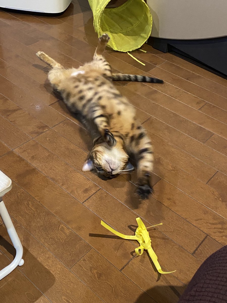 ゴミ箱捨てたら切ない顔するから返してあげたらコレwきみは遊びの天才だね