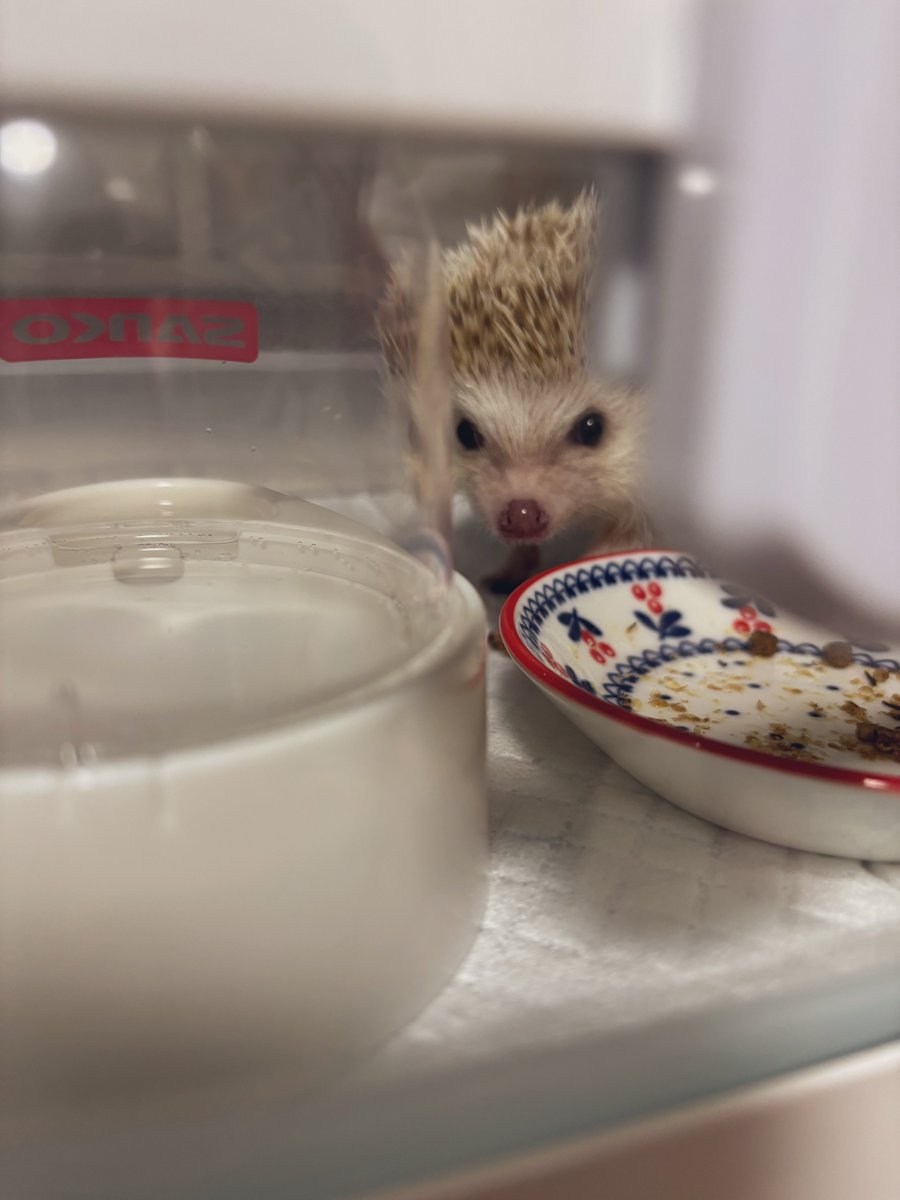 🦔 こげのことみてるの、ばれてるよ
