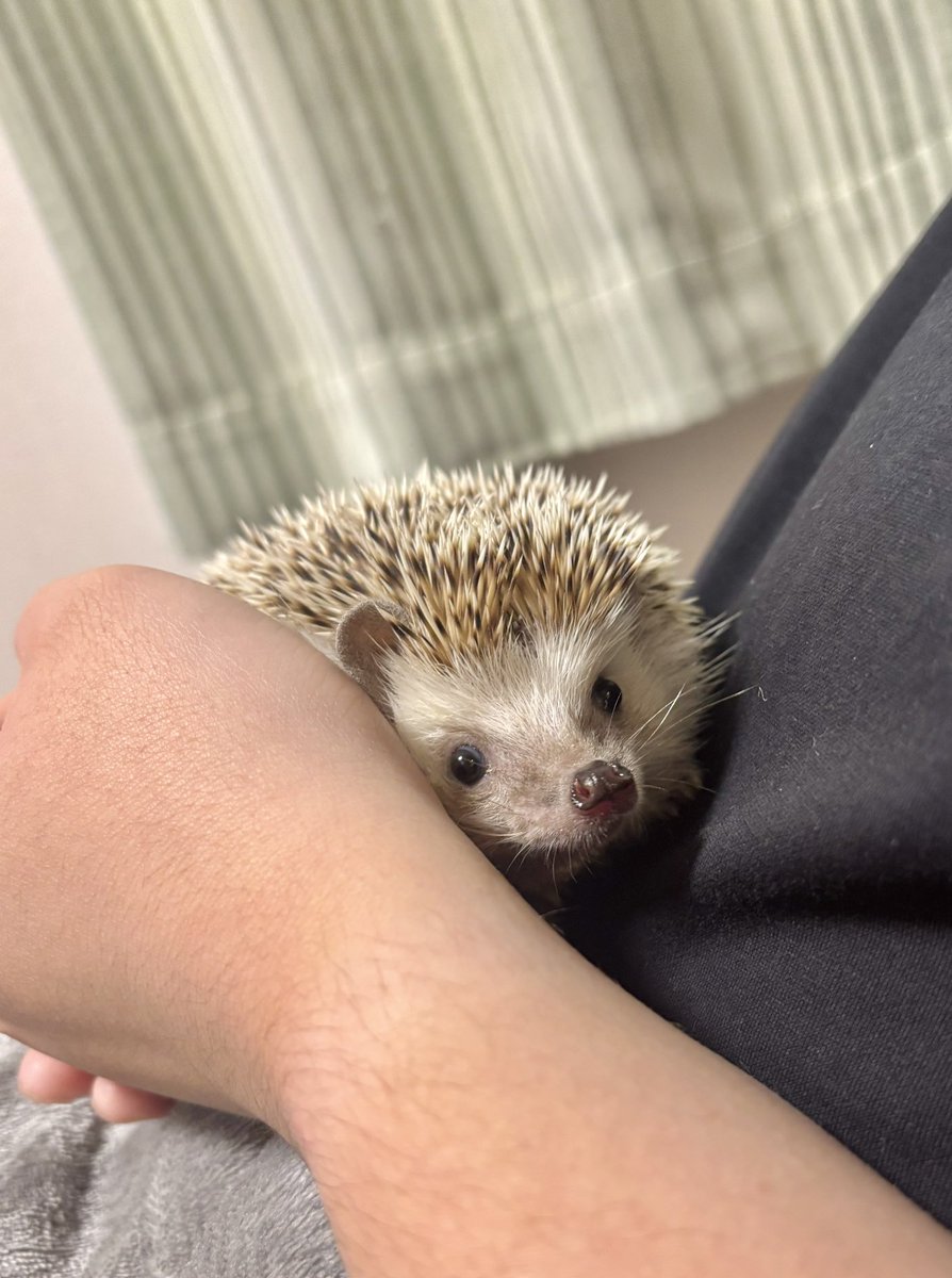 パパさんの抱っこ☺️