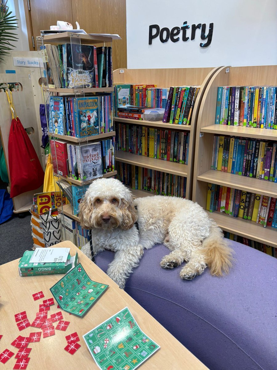 wbeingwoofers's tweet photo. Our Wellbeing Woofers are well and truly feeling the Christmas cheer! 🎄🐾 Festive outfits, wagging tails and thoughtful gifts from their school friends - their hearts (and stockings!) are full 🥰
#WellbeingWoofers #TherapyDog #SchoolDogs #SchoolWellbeing #ChildrensMentalHealth https://t.co/IjaY3gNeyn