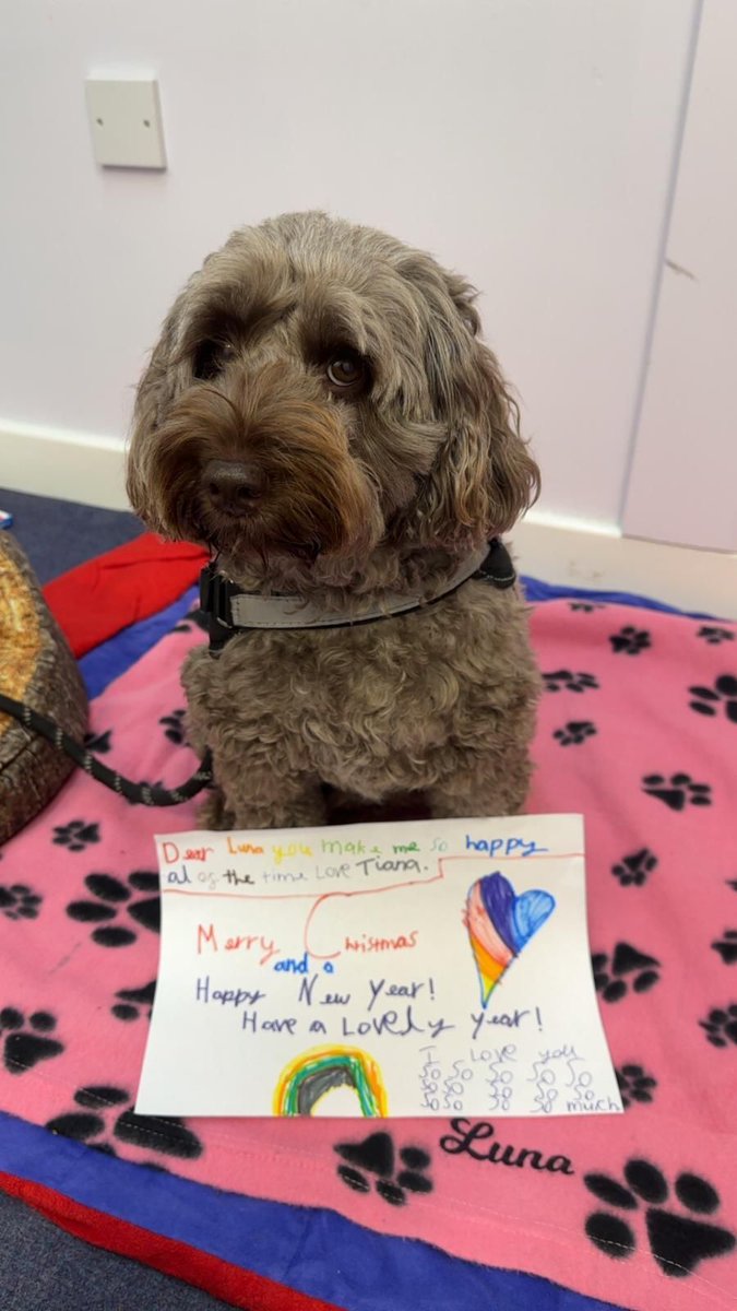 wbeingwoofers's tweet photo. Our Wellbeing Woofers are well and truly feeling the Christmas cheer! 🎄🐾 Festive outfits, wagging tails and thoughtful gifts from their school friends - their hearts (and stockings!) are full 🥰
#WellbeingWoofers #TherapyDog #SchoolDogs #SchoolWellbeing #ChildrensMentalHealth https://t.co/IjaY3gNeyn