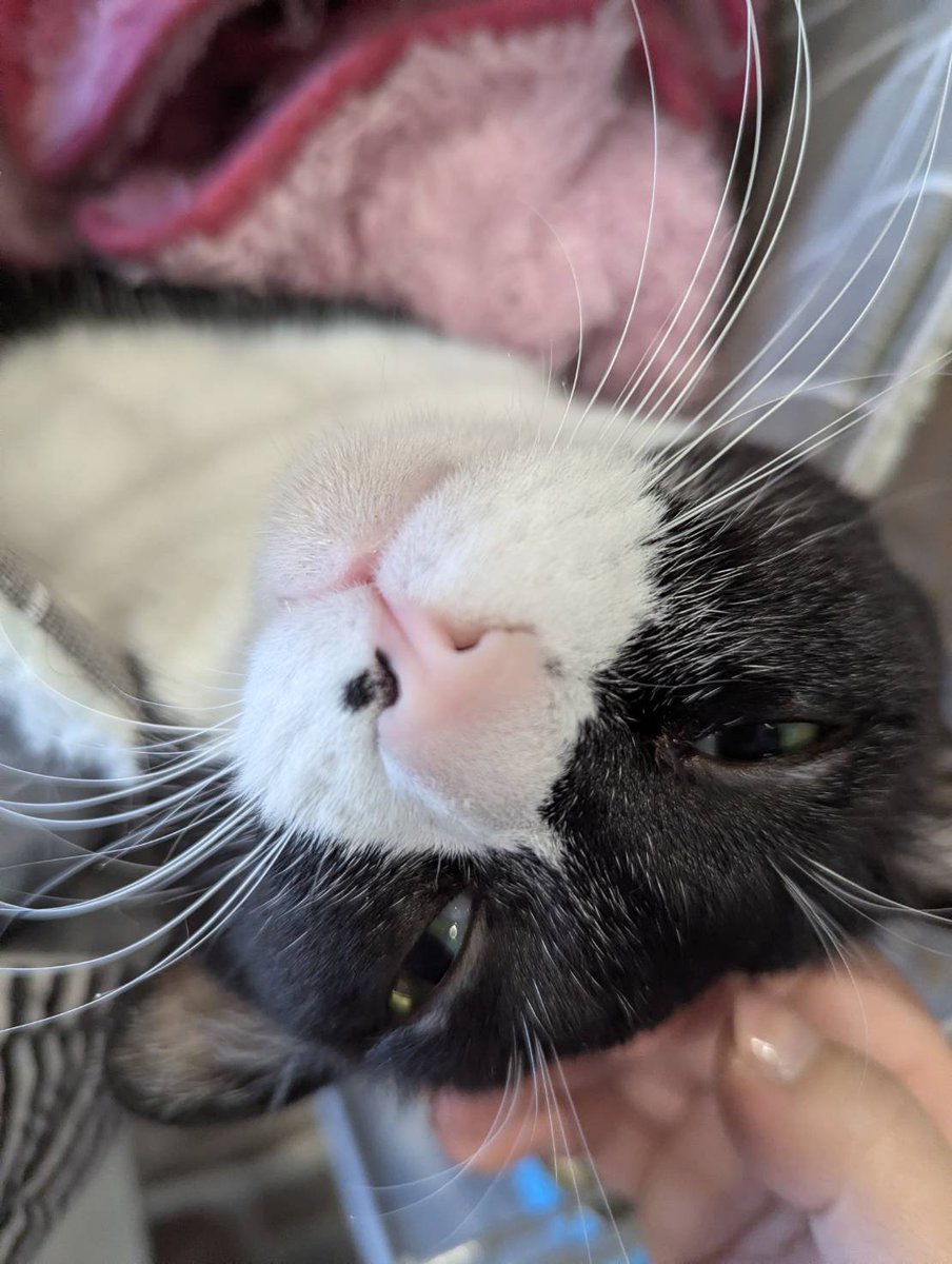 おはようございます^_^
あぁ猫になりたい、と思う今日このごろ。
この子は私の癒しです。
今日も自分を大切にお過ごしください☆
#福祉
#猫になりたい